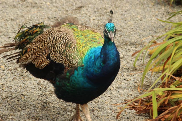 a peacock is seen standing on gravel in the foreground
