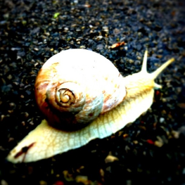 a snail has fallen in the dark on a pavement
