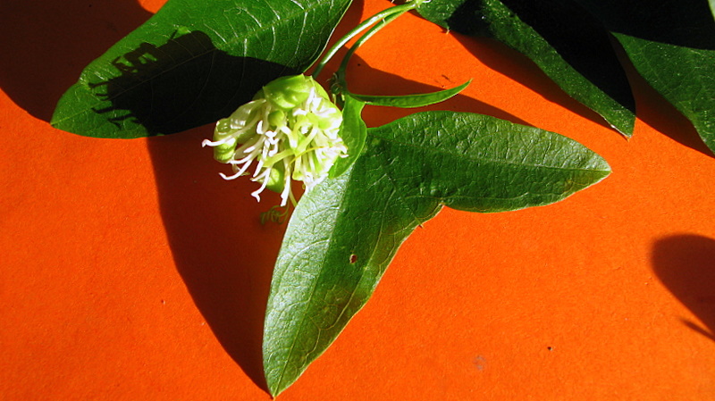 green leaves on a red table with one white flower