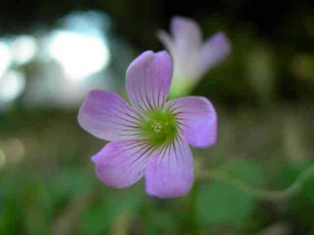 a close up view of two little pink flowers