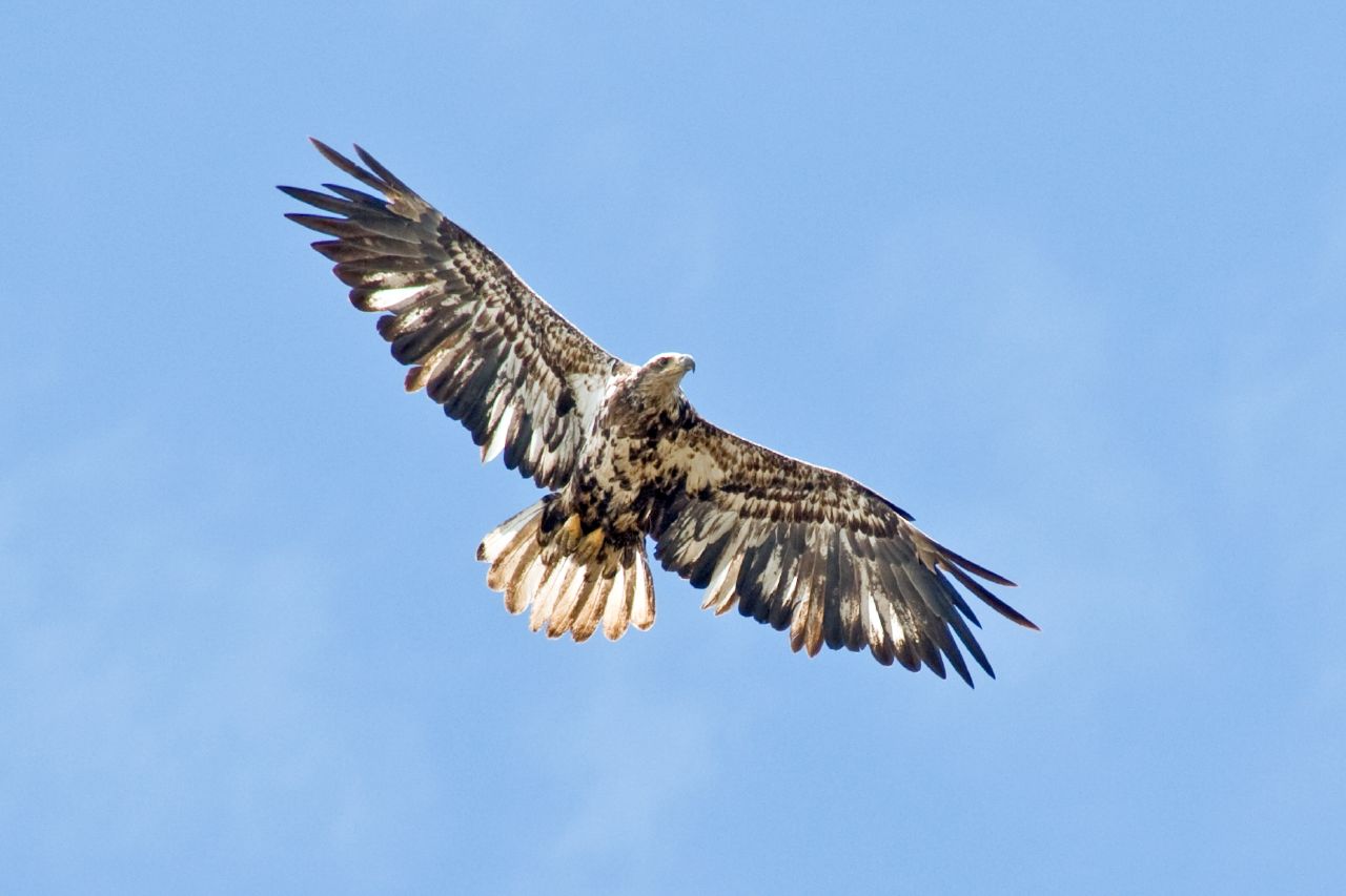 a bird flying through the blue sky with wings spread