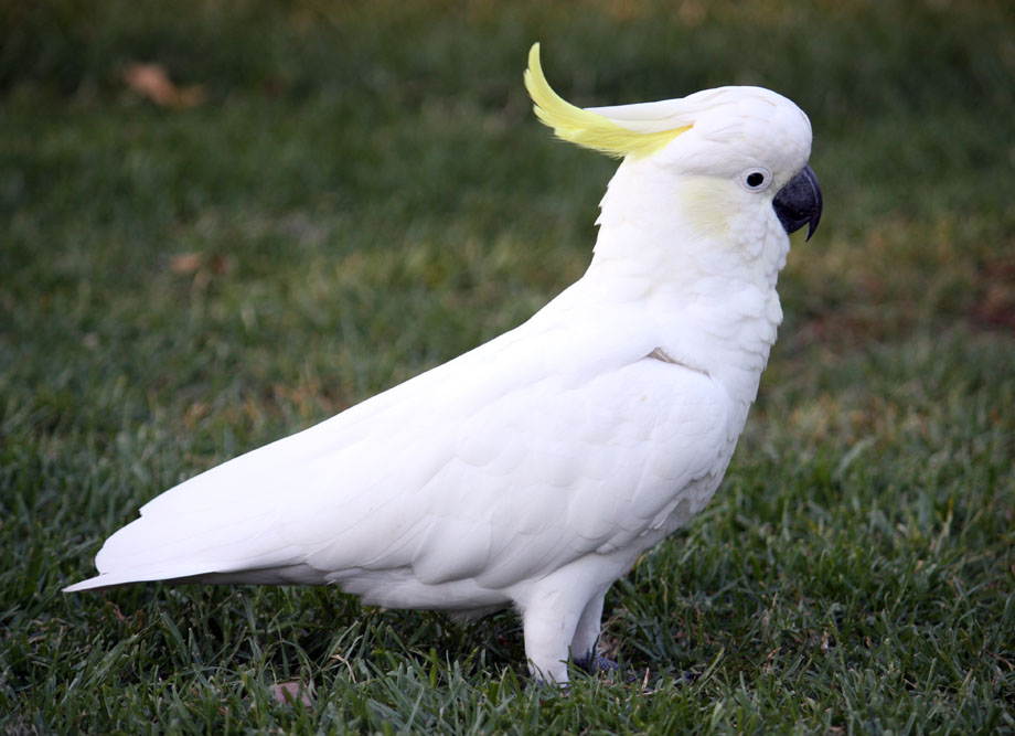 a white cockatoo with yellow tipped feathers is standing in the grass