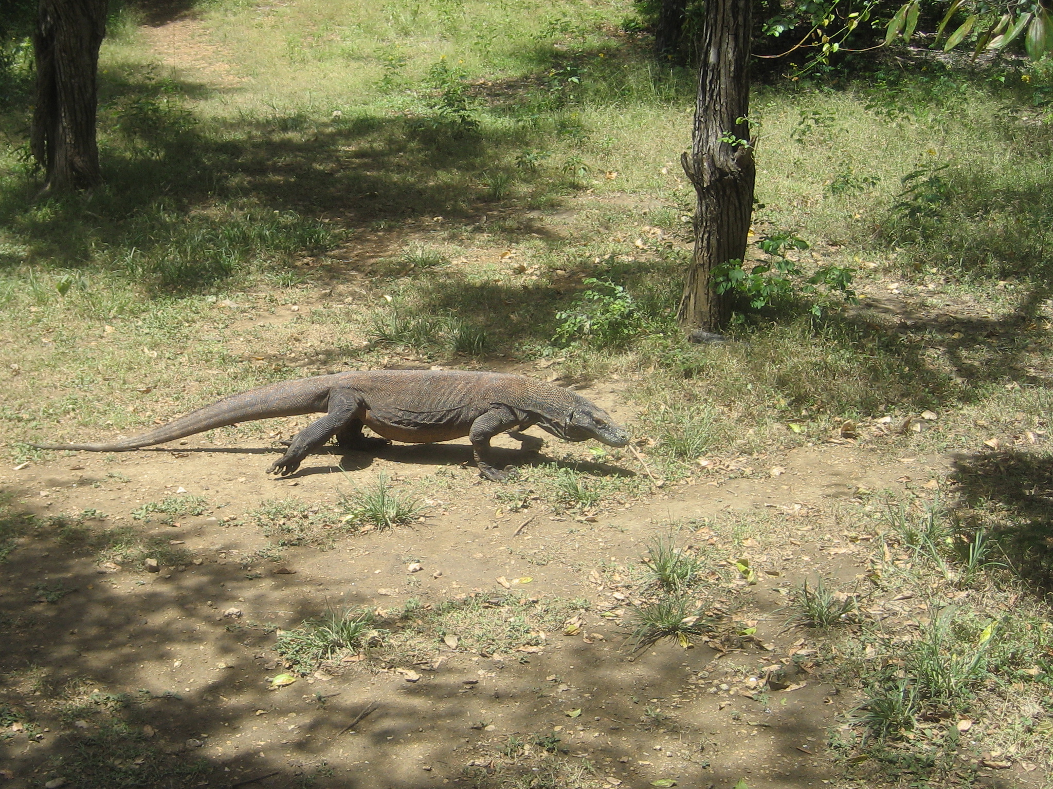 a large lizard sitting in the grass next to a tree