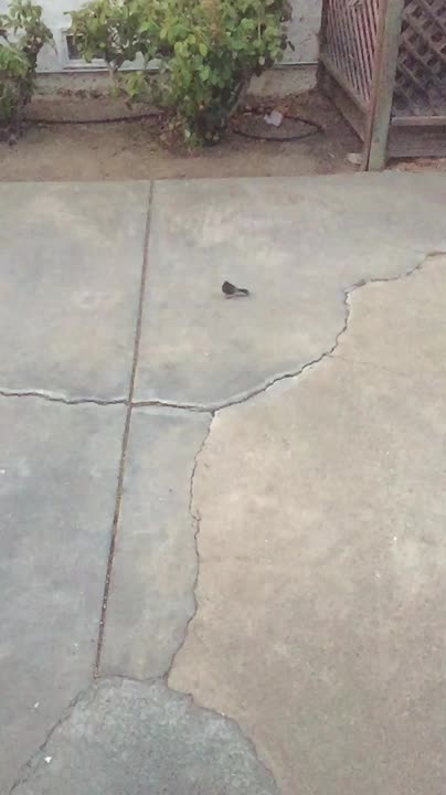 two birds walking towards the camera on concrete