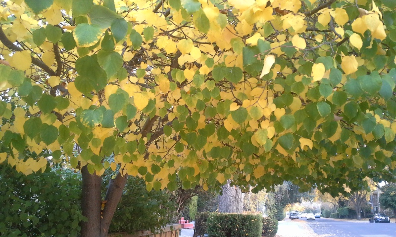 a yellow tree with green leaves near a road