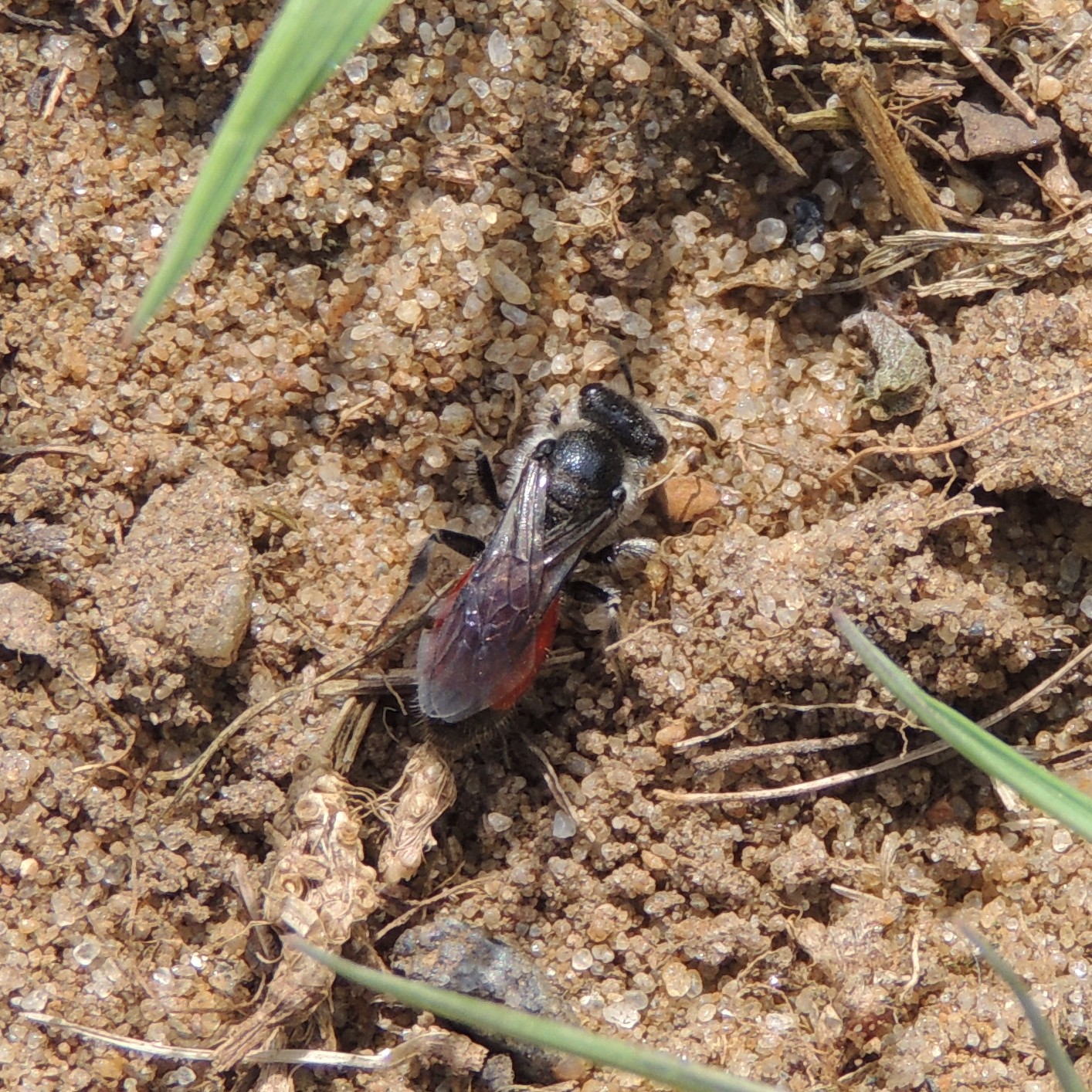 a fly flies over the dirt on a sunny day