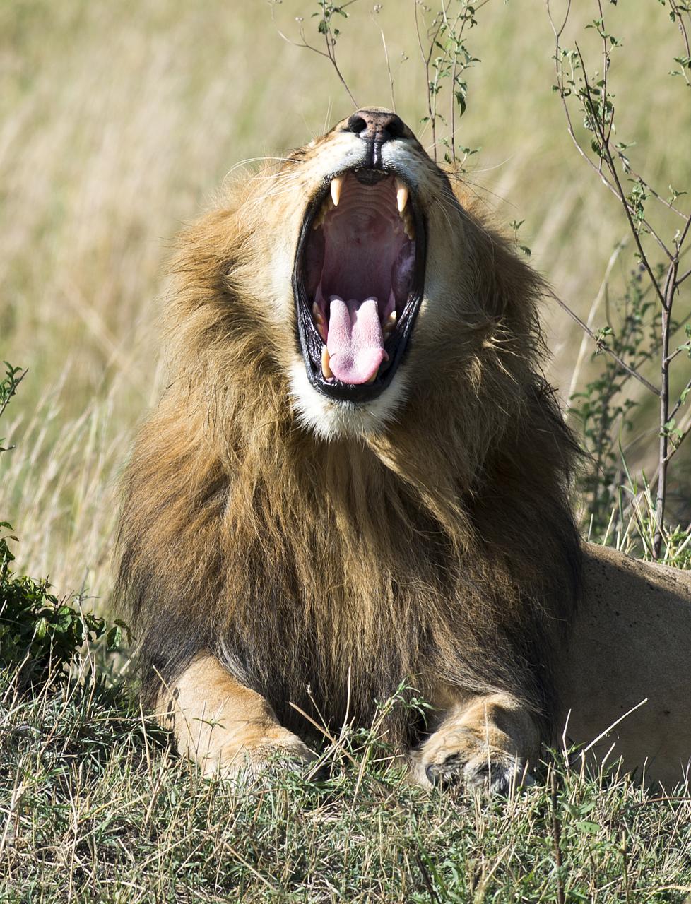 a large lion roaring its teeth in the wild