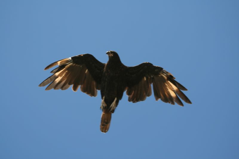 a big black bird flying on the clear sky