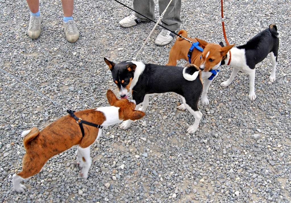 small dogs with leashes looking at soing outside