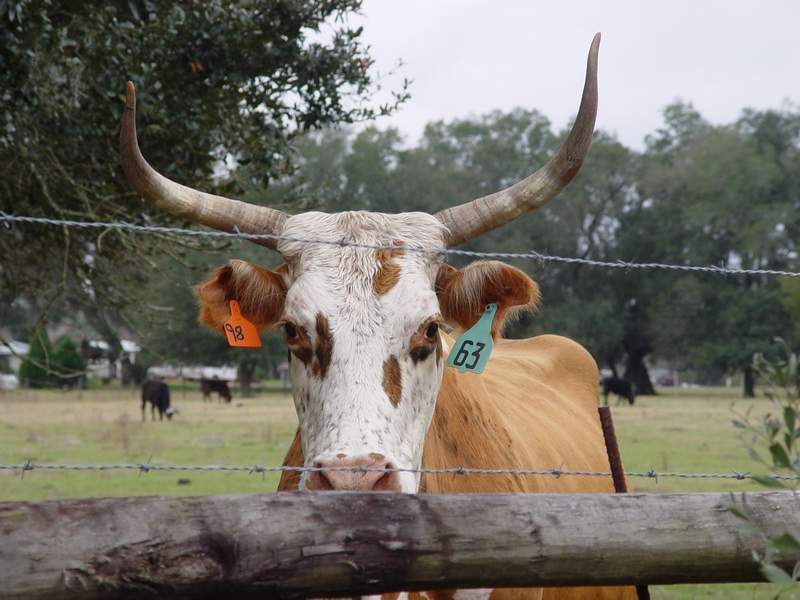 a brown and white cow behind a wire fence
