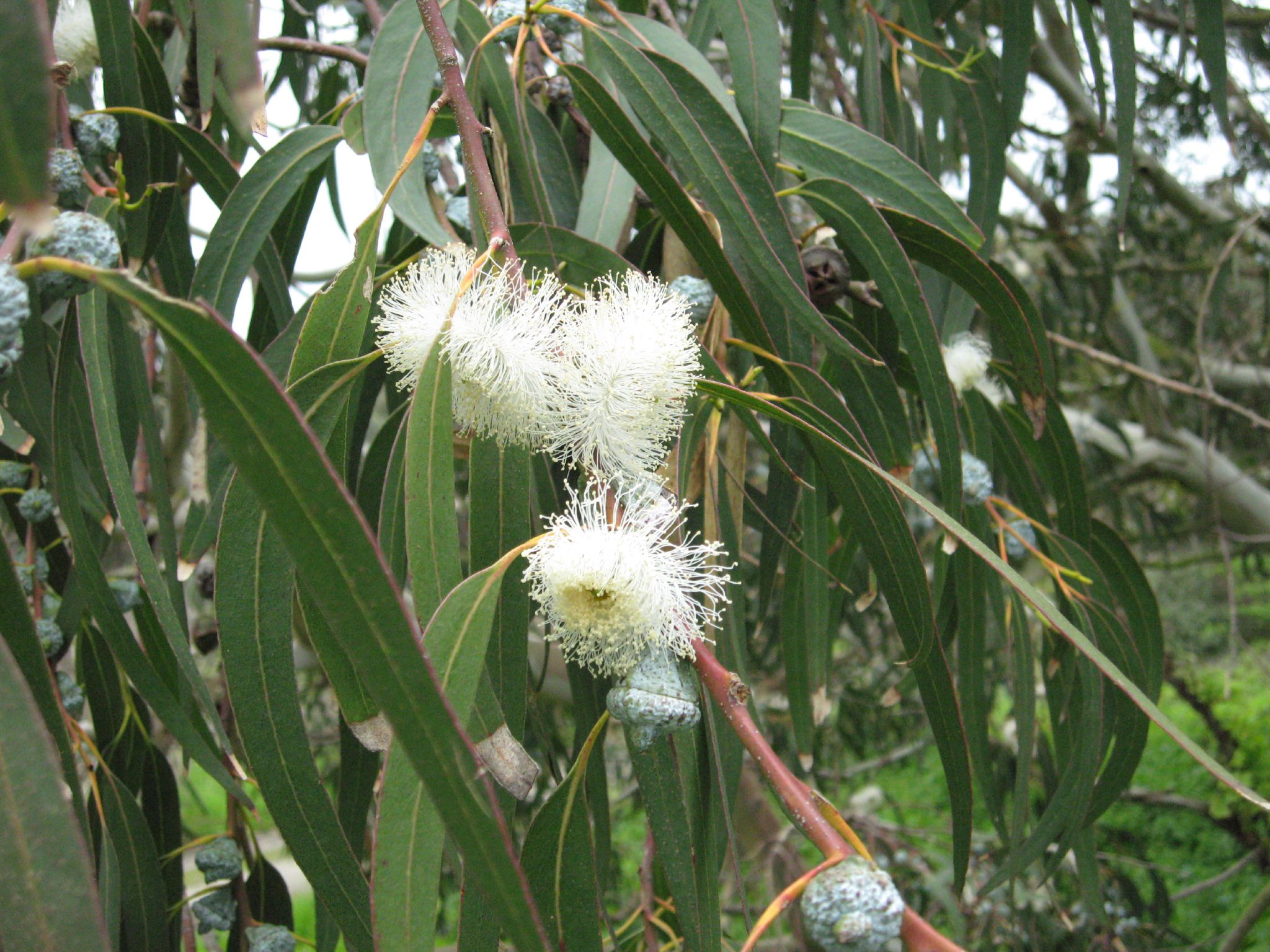 some white flower growing on the nches of a tree