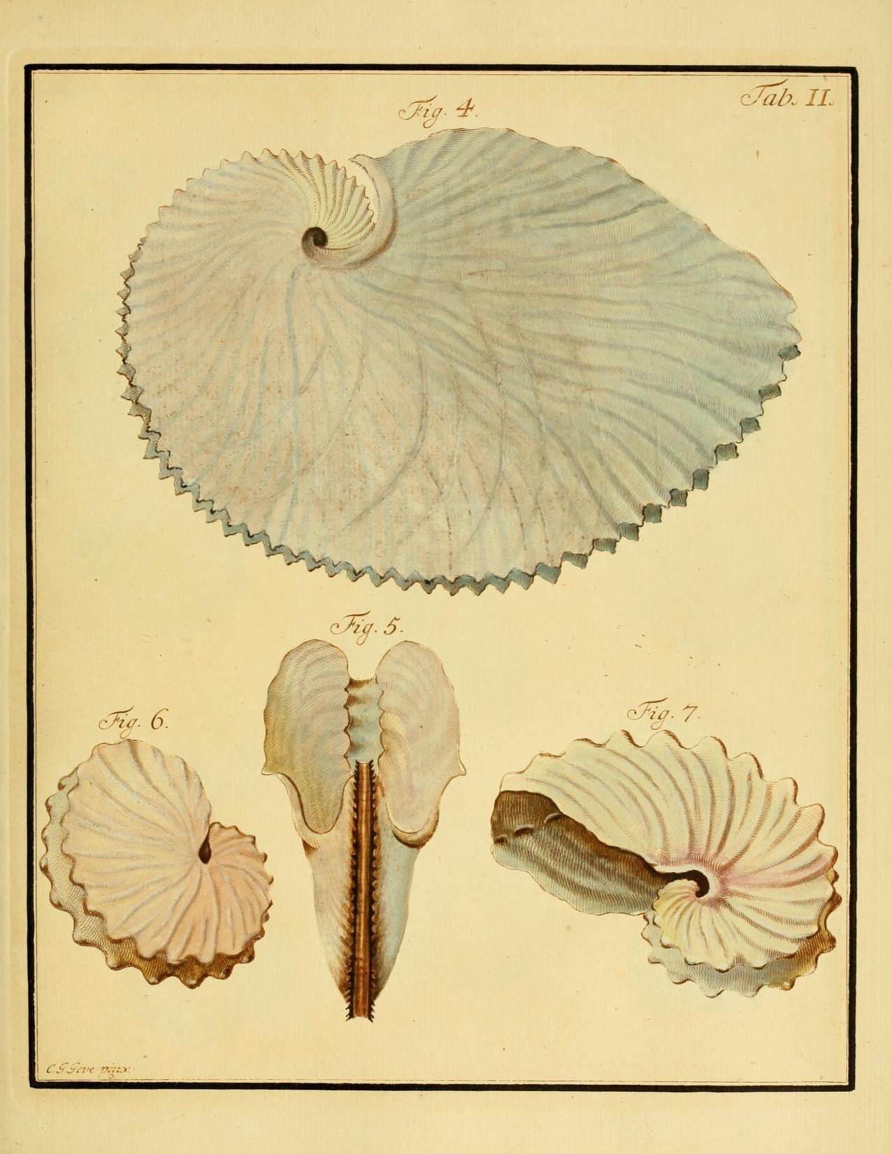 an image of different types of shell