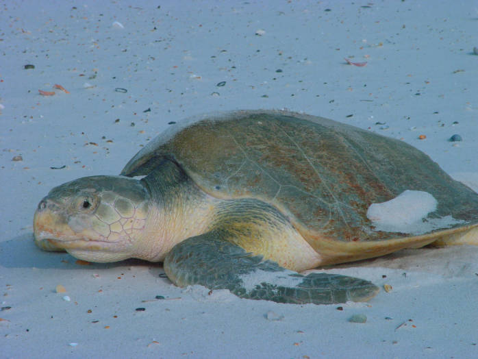 an image of a baby sea turtle in the snow