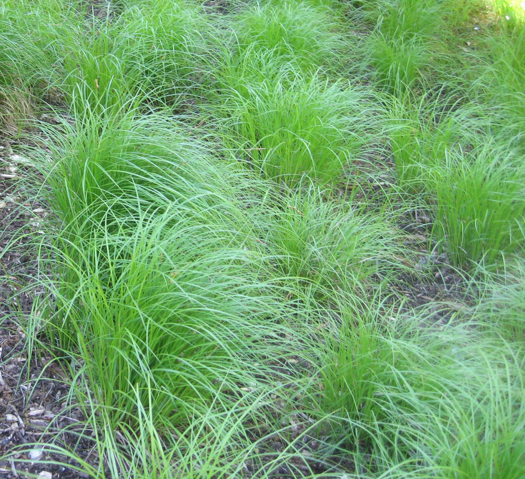 some grass growing on the side of a field