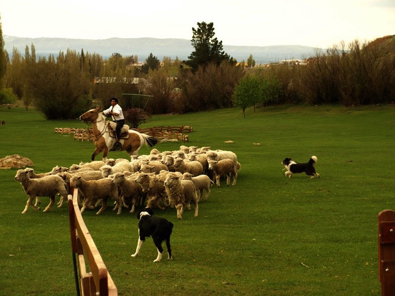 a cowboy on a horse herding sheep through the country