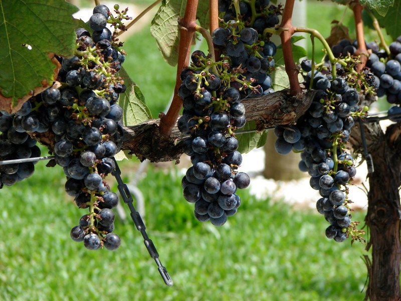 some gs hang from a vine that is about ready for picking