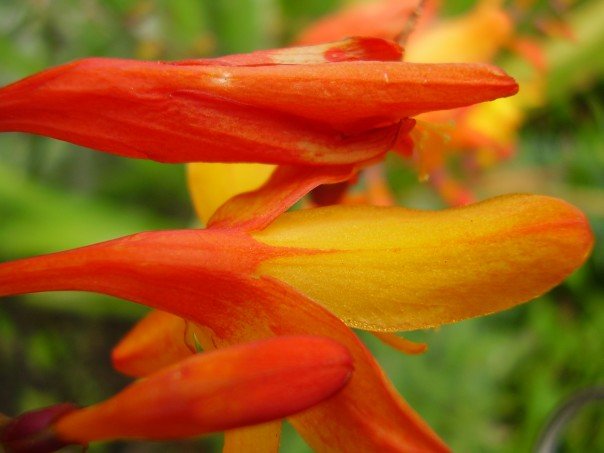 close up of red and yellow flowers with blurry background