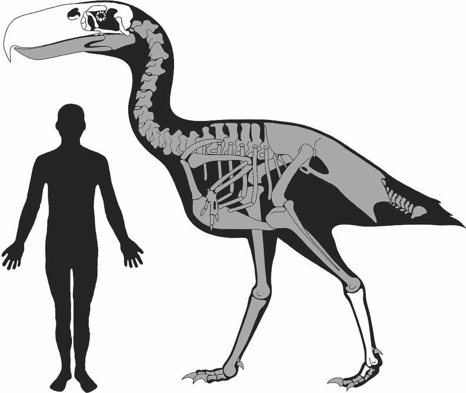 a man is standing next to a bird skeleton