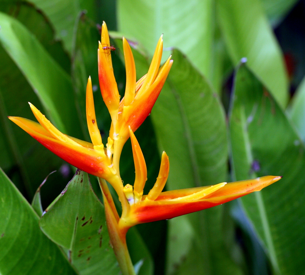 a red and yellow flower is in the middle of leaves