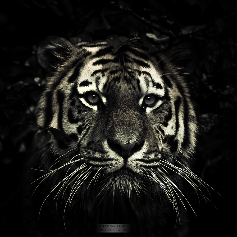 a tiger with a black background and white stripes