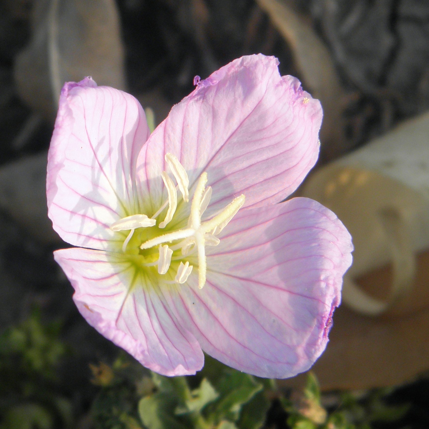 there is a close up view of a pink flower