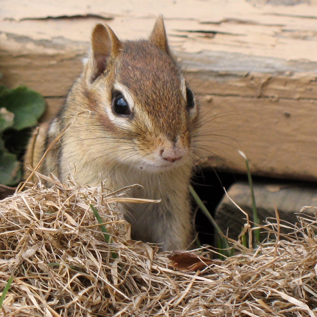 the squirrel is eating some hay outside by itself