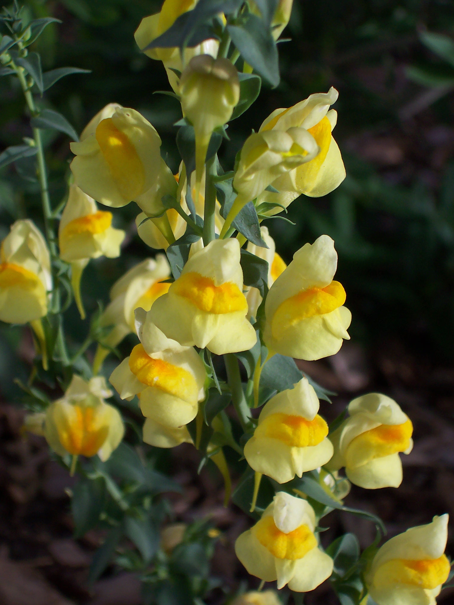 yellow flowers blooming out from the plant