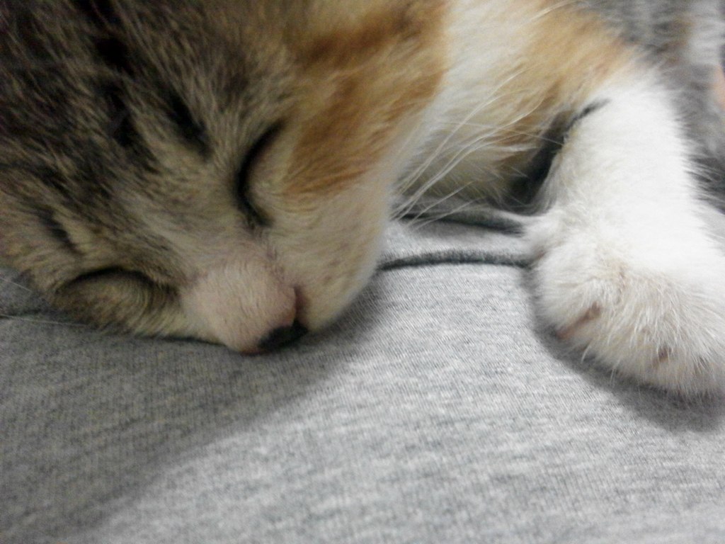 a close up of a cat sleeping on the bed