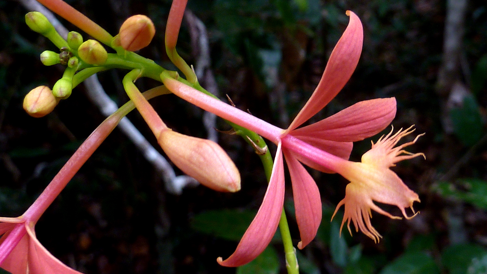 there is some red and yellow flowers growing