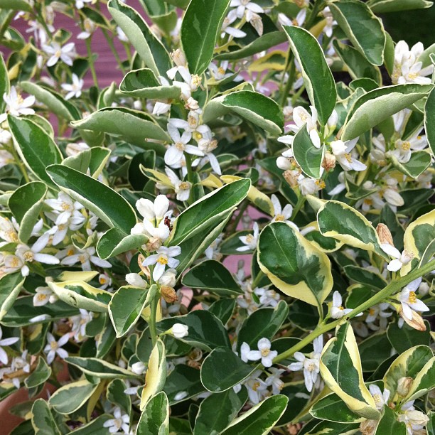 an image of small white flowers on a tree