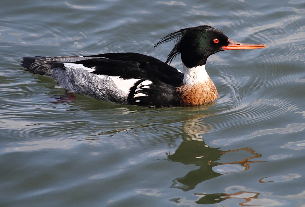 the duck is floating alone in the water