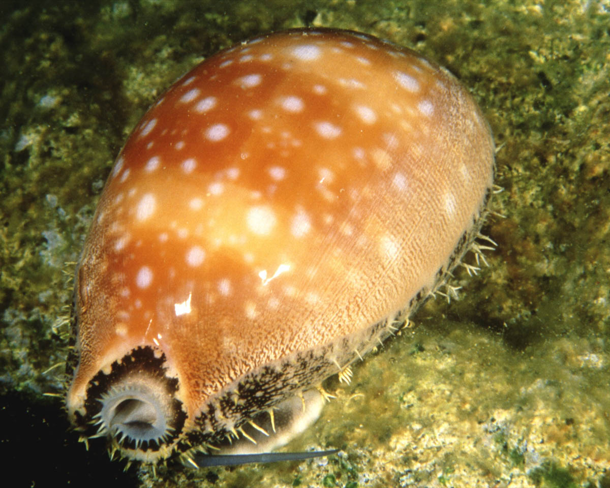 an underwater view of an orange spotted animal