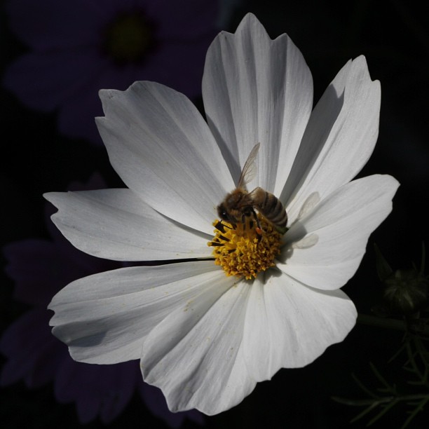 two bees are sitting on top of a white flower