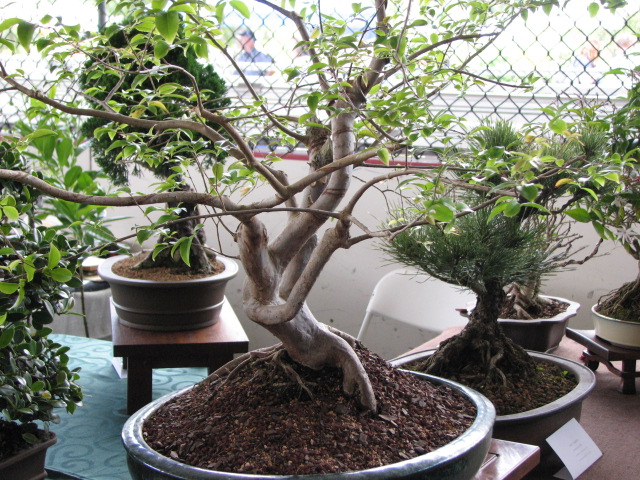 a tree with its trunk growing over a potted tree