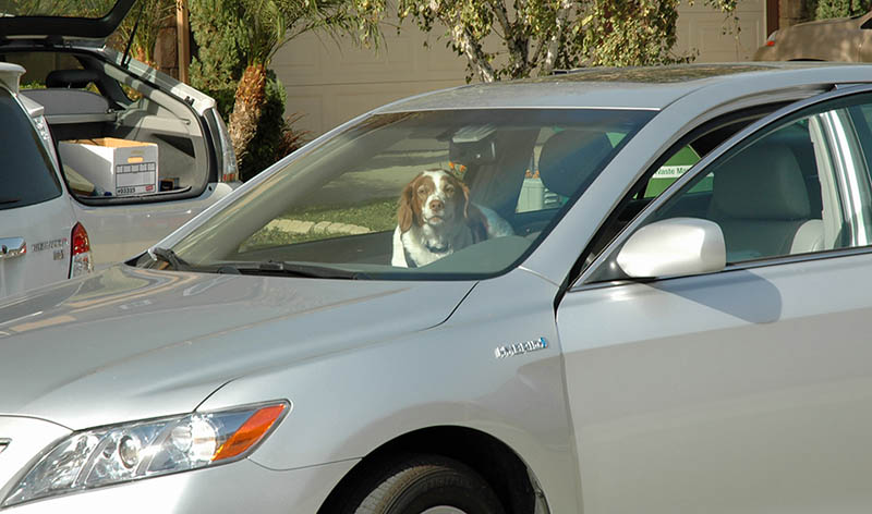 the dog is sitting in the driver's seat of the car