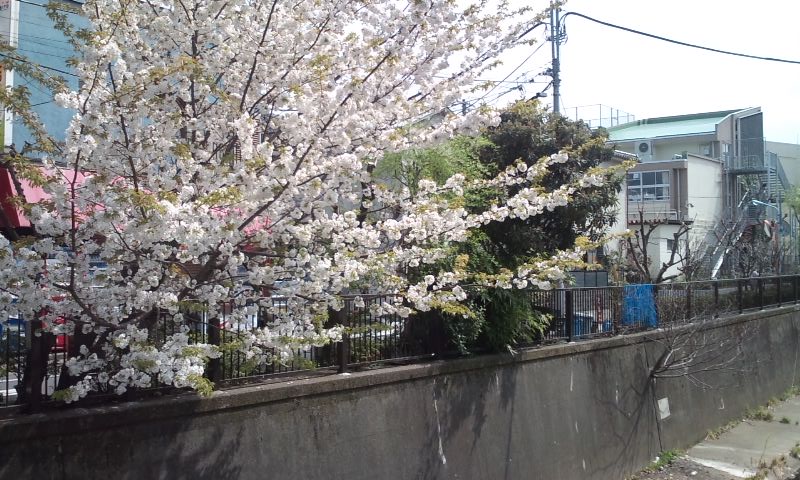 a large tree next to a fence and buildings