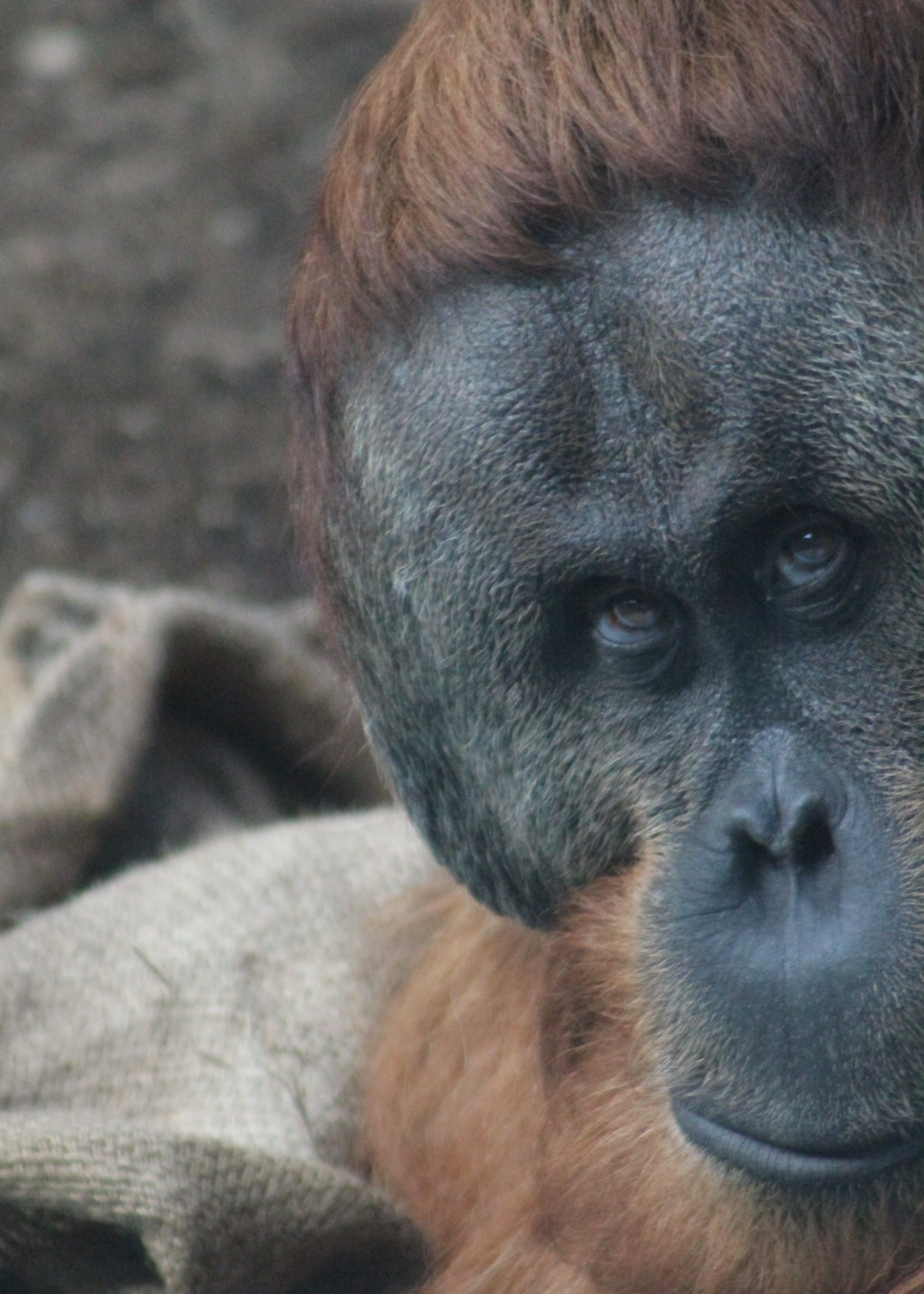 an orangua rests on a blanket in its enclosure