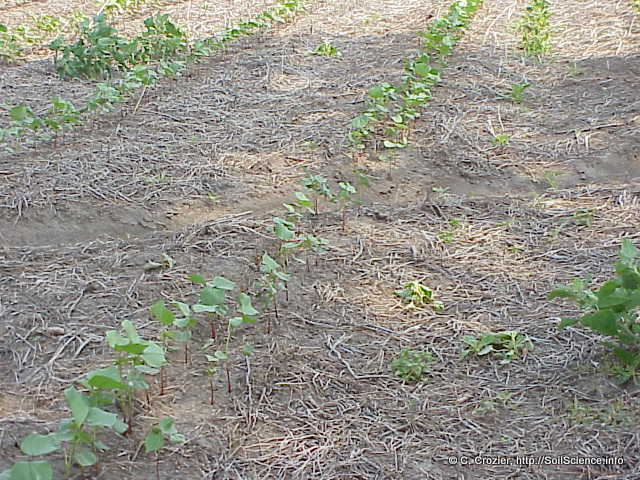 small shrubs are growing on the side of a field