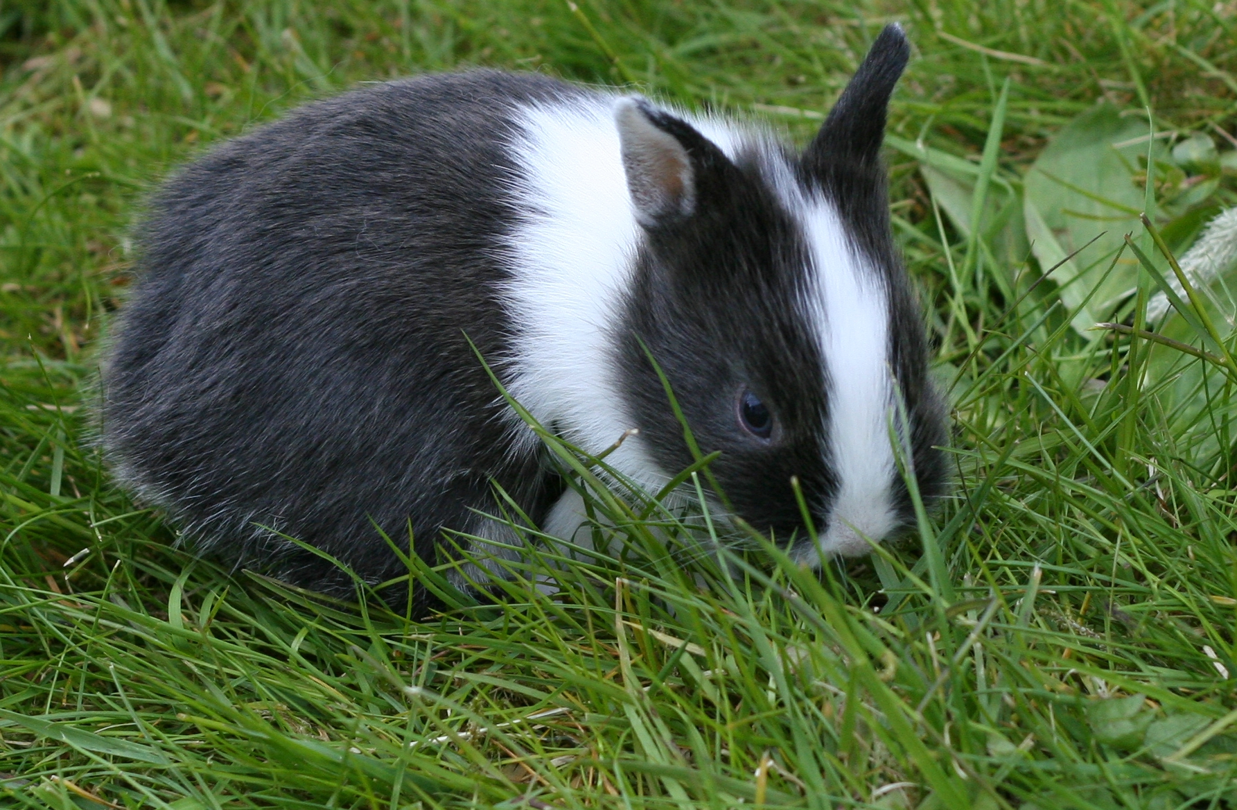 a small black and white rabbit is laying in the grass