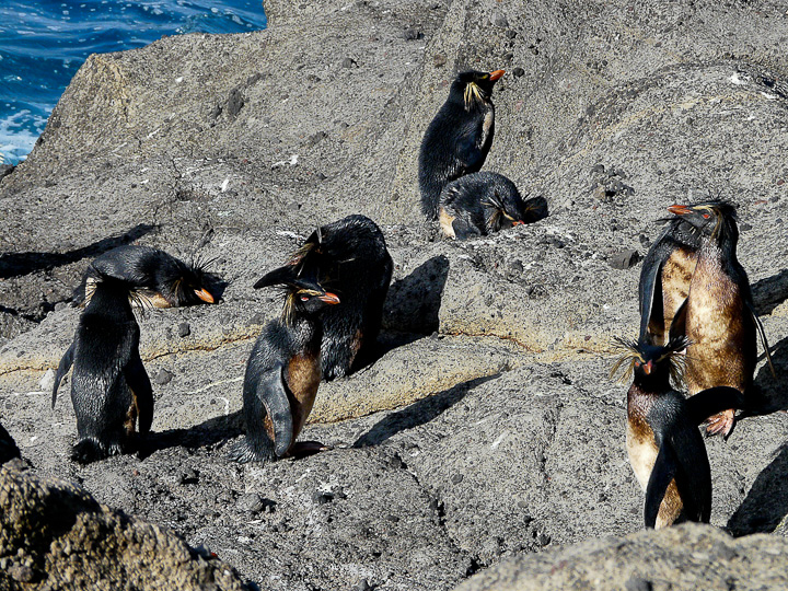 a group of penguins sitting on some rocks