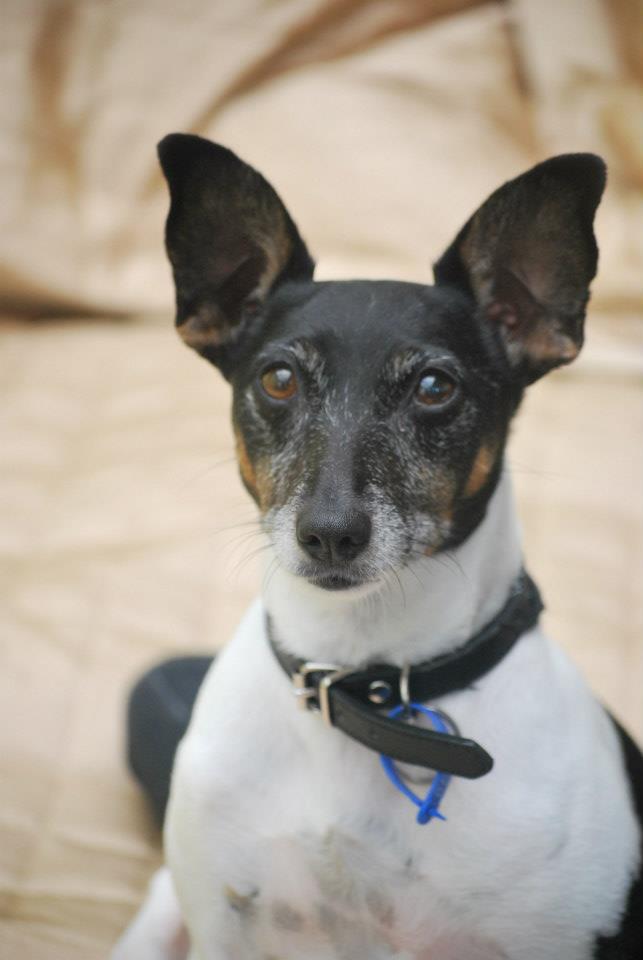 a dog is sitting down and looking up