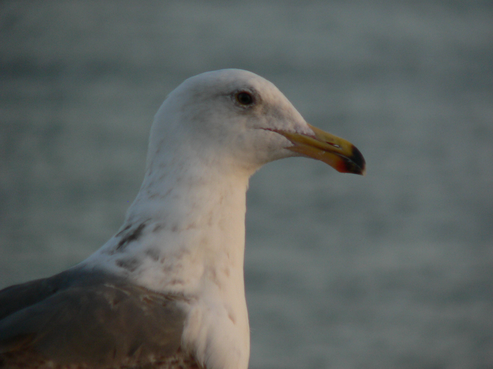 the seagull is standing by itself on the water