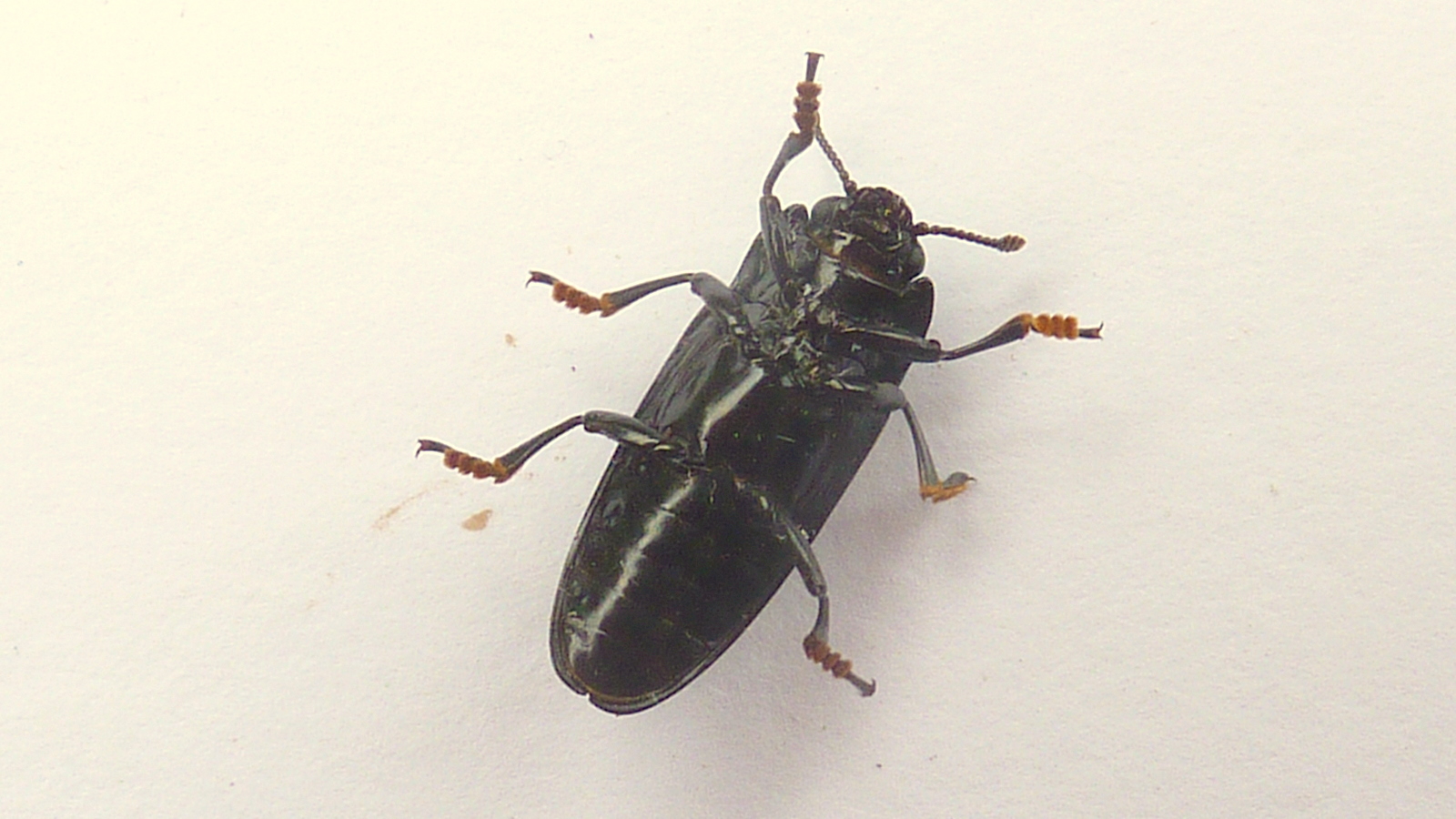a black beetle with long legs standing on the wall