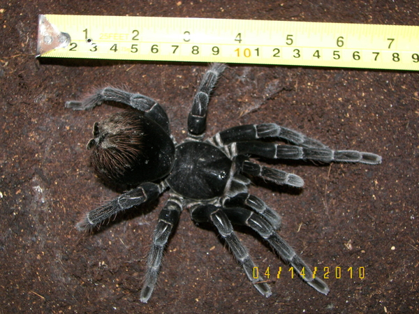 an image of a black spider sitting on a concrete surface