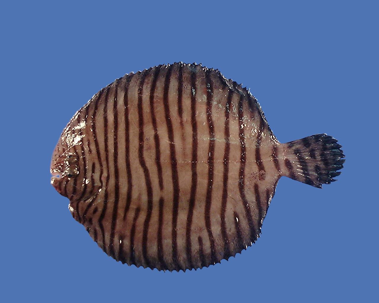 a small brown fish with black stripes swimming