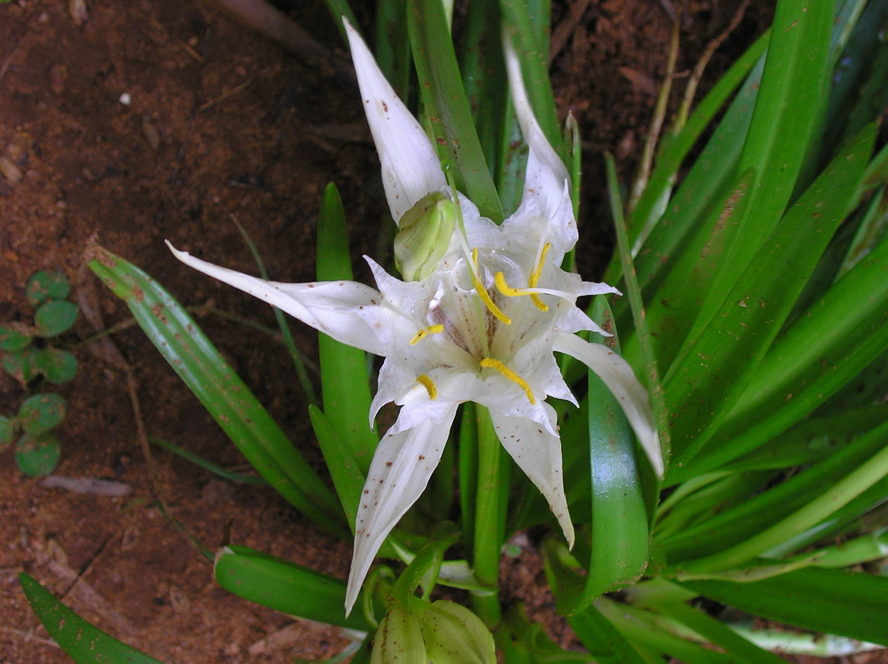 an extremely white lily has flowers and leaves