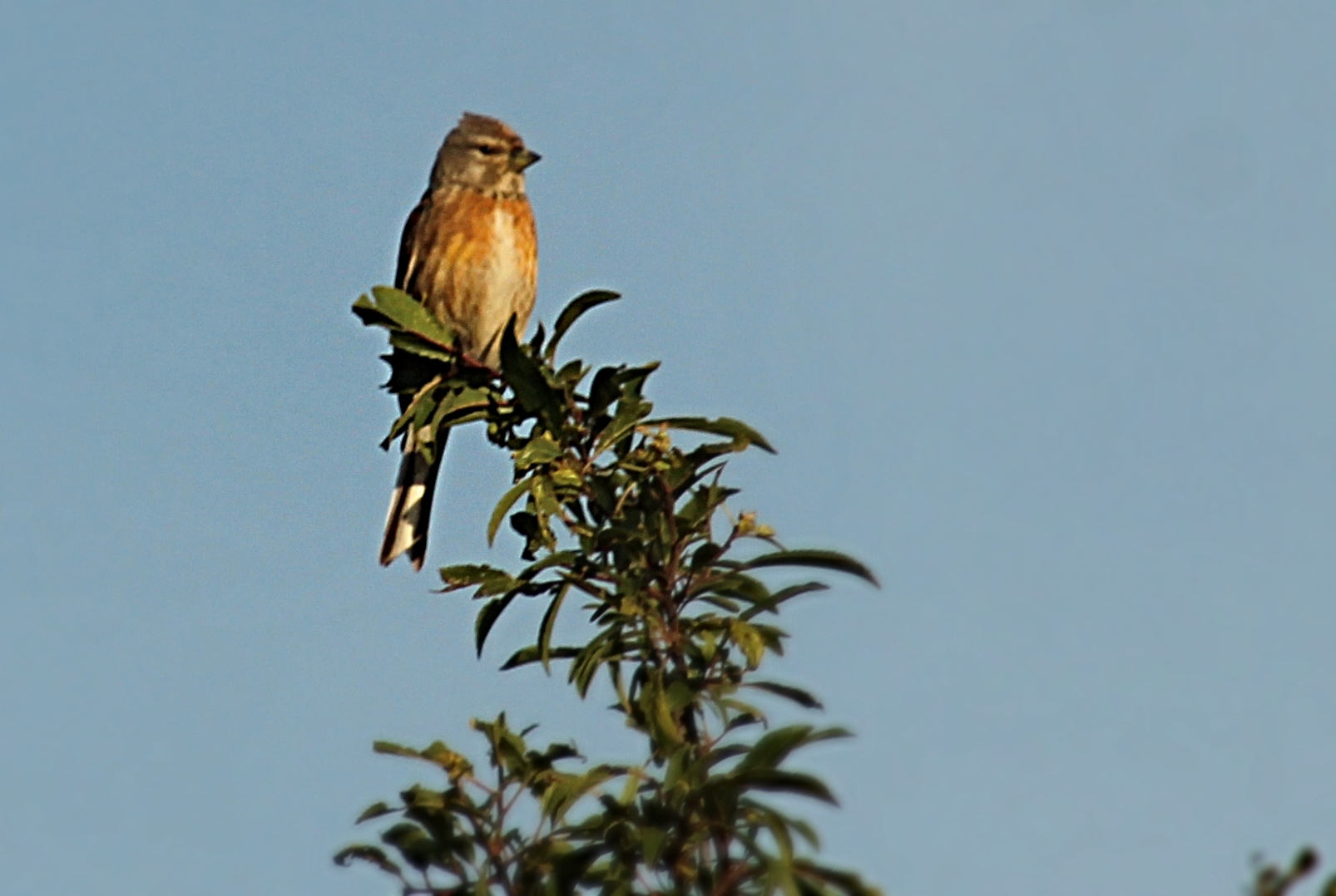 a bird sits on the top of a small leafy tree