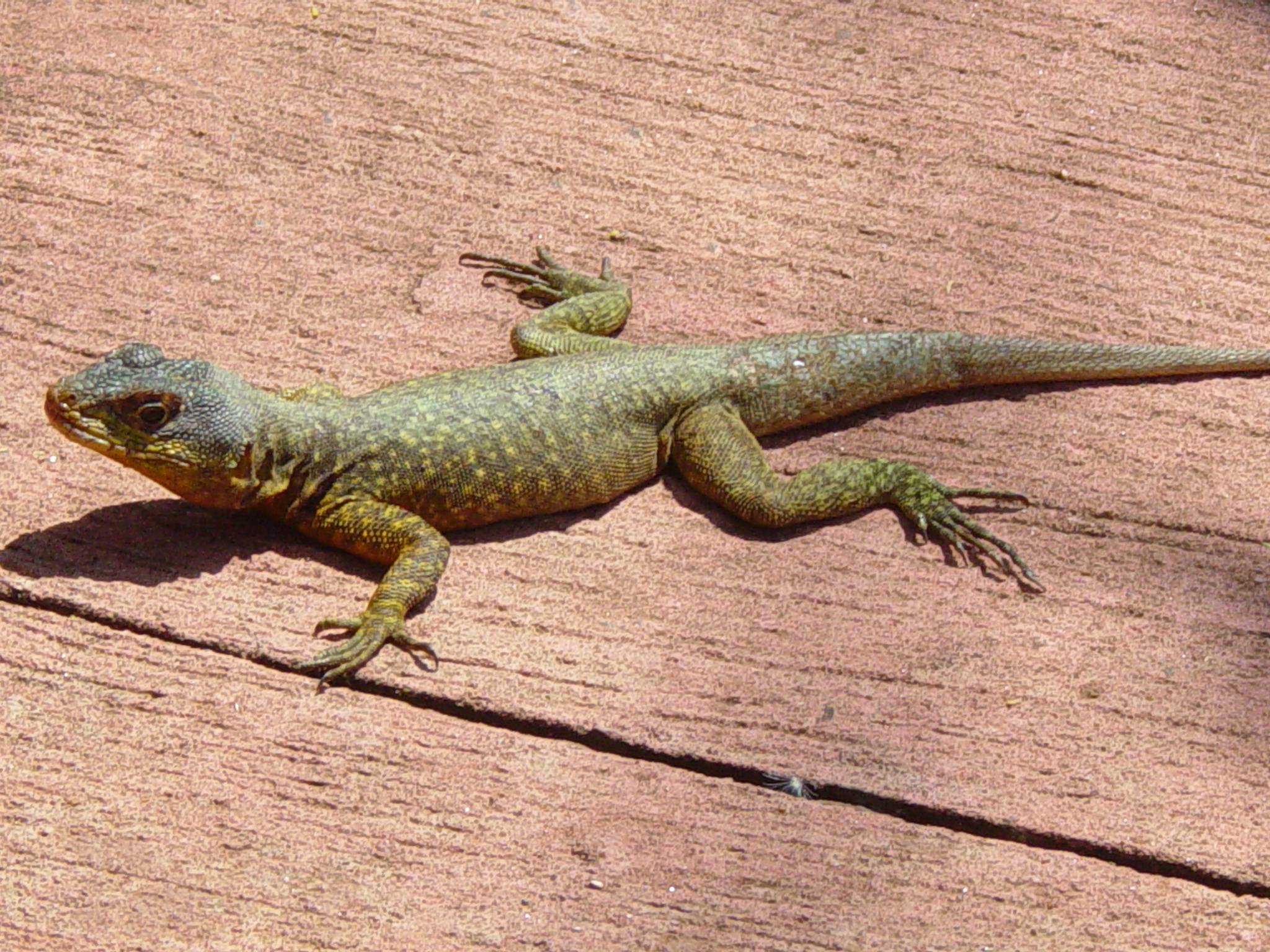 an image of a lizard that is on the ground