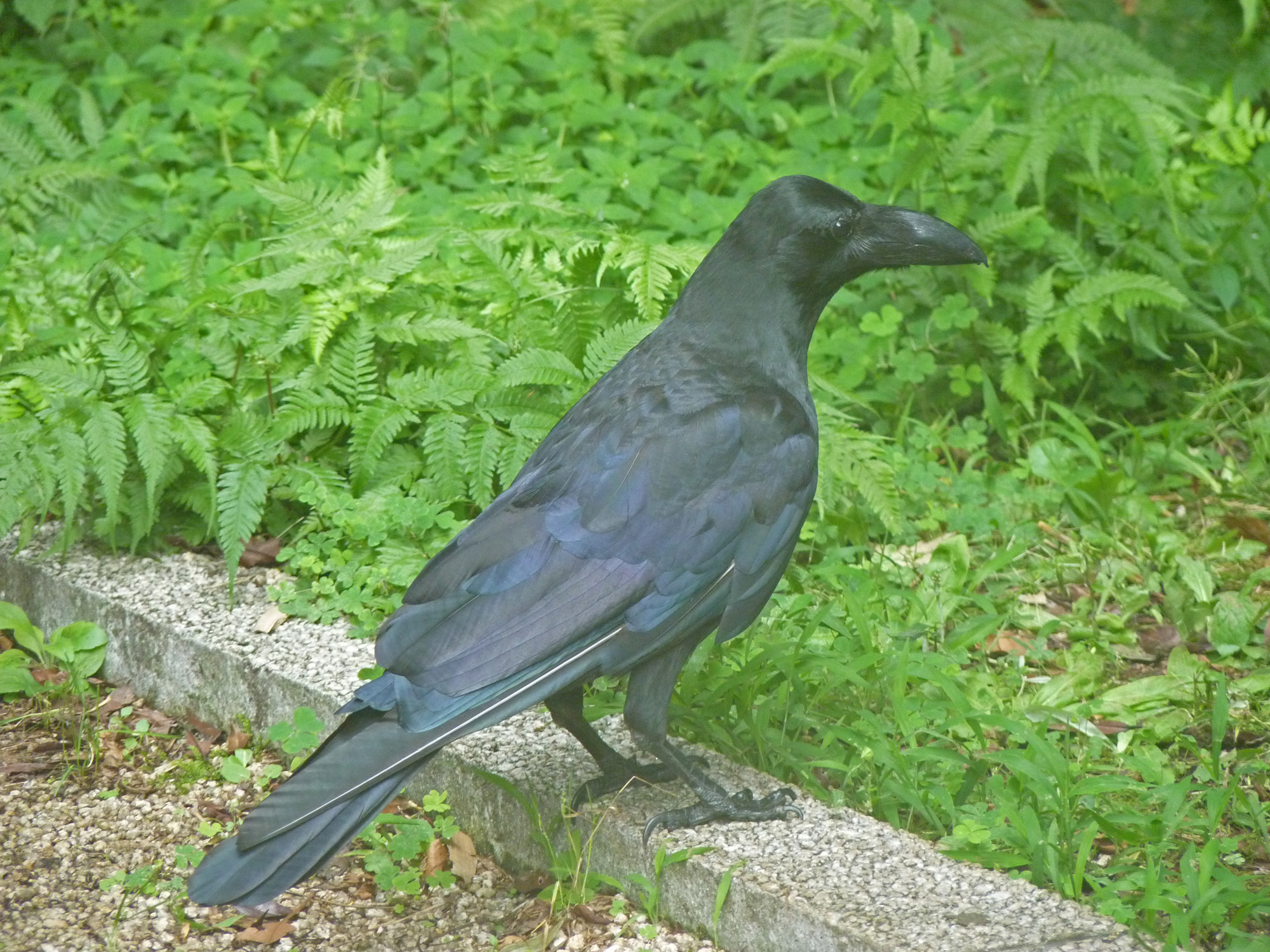 a black bird on the side of a road