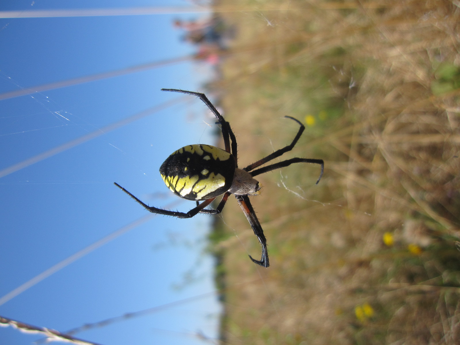 the large spider is sitting in its web on the web